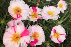 太陽(yáng)花種子多久發(fā)芽多久開花？