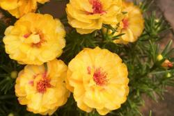 太陽(yáng)花種子多久發(fā)芽多久開花？