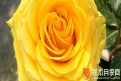黃色玫瑰寓意和花語(yǔ)