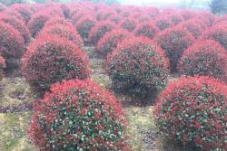 紅葉石楠冬天會落葉嗎？