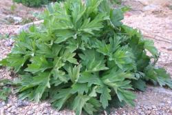 冬天可以種植艾草嗎？