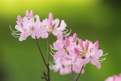 落葉杜鵑的種植養(yǎng)護(hù)方法