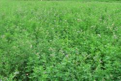 中國(guó)最好的十大牧草排名