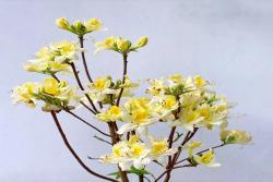落葉杜鵑的種植養(yǎng)護(hù)方法