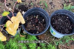 仙客來什么時候休眠,如何判斷？
