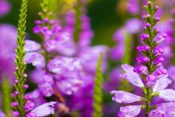 飛燕草的花期、花語(yǔ)和象征寓意