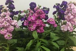 紫羅蘭幾月開(kāi)花？