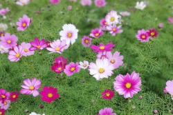 格桑花種子怎么種，需要泡水催芽嗎？