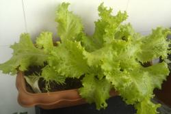 室內如何種植蔬菜(室內種植蔬菜的注意事項)