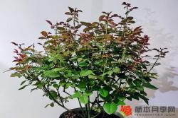 夏季花后修剪快速復(fù)花指南