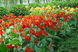 美人蕉什么時(shí)候開(kāi)花