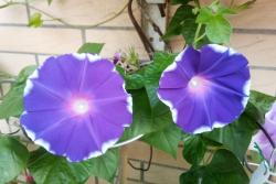 打碗花與牽?；ǖ膮^(qū)別有哪些