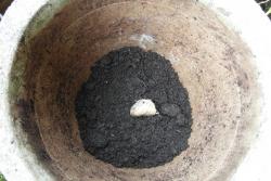 球根花卉的種植時(shí)間以及種植深度