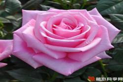 粉玫瑰代表什么意思(粉玫瑰的花語(yǔ))
