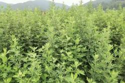冬天可以種植艾草嗎？