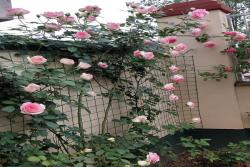 十大最美月季花品種排行榜