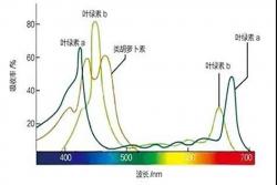 月季嫩芽變焦是怎么回事？