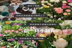 郁金香用什么盆種植，盆栽用什么土比較好