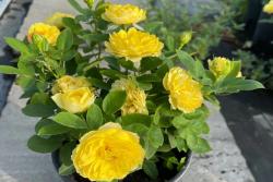想讓庭院一年四季鮮花不斷？選擇月季準(zhǔn)沒(méi)錯(cuò)！