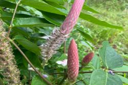 貓尾草如何養(yǎng)護(hù)才能開花更好？