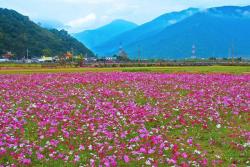秋英花與格?；ǖ膮^(qū)別