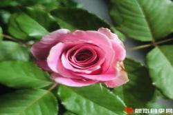 粉玫瑰代表什么意思(粉玫瑰的花語(yǔ))