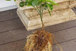 花園里種植水果需要注意些什么？