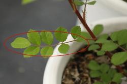 月季和薔薇如何來進(jìn)行區(qū)分？