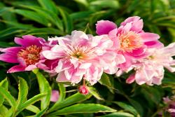 芍藥花種植養(yǎng)護(hù)超詳細(xì)指南！