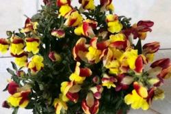 金魚(yú)草陽(yáng)臺(tái)種植避坑指南！