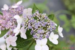 適合在北陽(yáng)臺(tái)種植的繡球花推薦