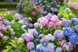 無盡夏什么時候開花，一年能開幾次？