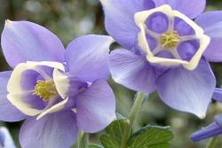 大花耬斗菜是多年生還是一年生