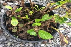 梅雨季節(jié)植物逃生指南
