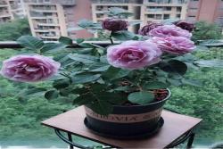 想要月季株型飽滿？常用的三種塑型方法推薦