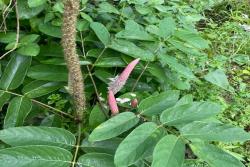 貓尾草如何養(yǎng)護(hù)才能開花更好？