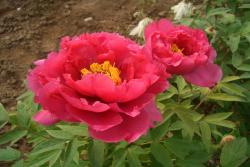 怎樣養(yǎng)好牡丹花，需要注意什么