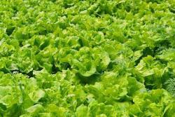 生菜什么時候種(生菜的簡單種植方法)