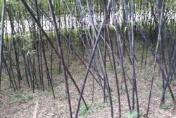 四季常綠的竹子品種有哪些？
