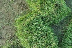 狗牙根草坪與百幕大草坪區(qū)別