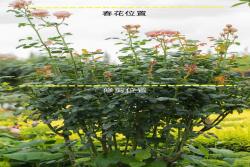 月季開完花怎樣修剪