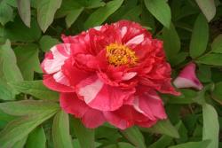 怎樣養(yǎng)好牡丹花，需要注意什么