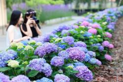 無盡夏什么時候開花，一年能開幾次？