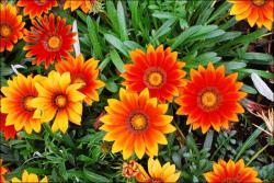 勛章菊什么時(shí)候開花(勛章菊花期)