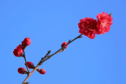 紅花碧桃的種植養(yǎng)護(hù)方法(苗圃技術(shù)人員分享)