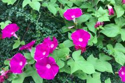 打碗花與牽?；ǖ膮^(qū)別有哪些