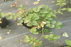 月季花什么時(shí)候打頂？