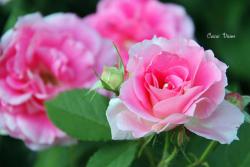 三款好養(yǎng)的粉色月季花品種
