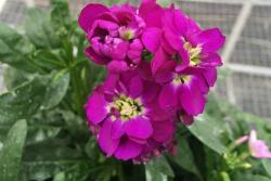 紫羅蘭幾月開(kāi)花？