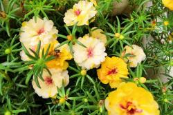 太陽花播種后一般幾天發(fā)芽？